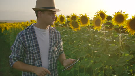 a young male works on a field with sunflowers in summer day and studies its properties. he writes information to his tablet pc