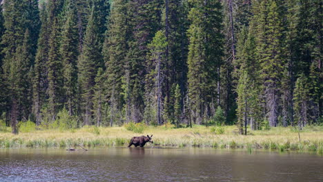 bear drinking water in a forest lake