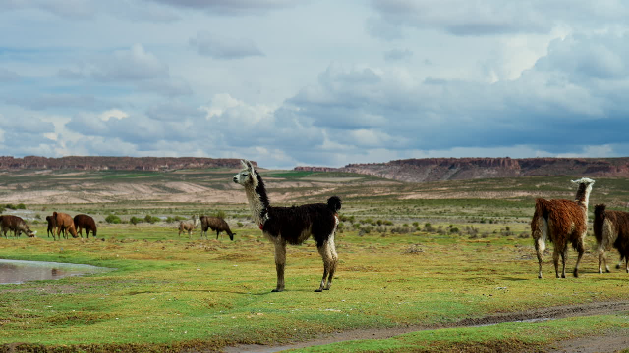 Llamas salvajes de aspecto divertido pastando en el desierto de Siloli después de la lluvia, Bolivia.
