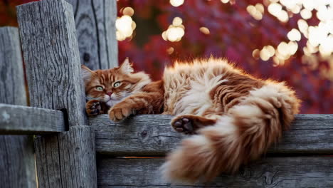 a compilation of a fluffy orange cat relaxing and yawning on a wooden fence