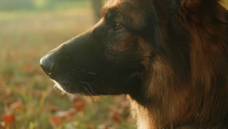 german shepherd profile in autumn leaves