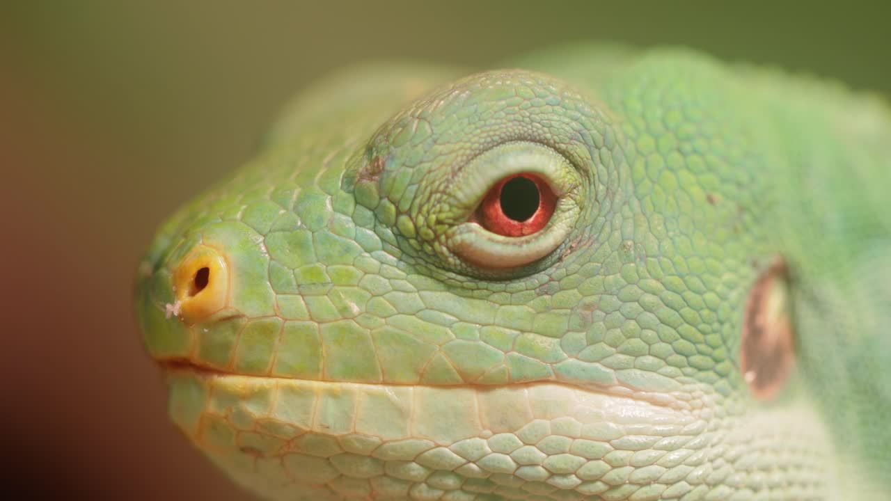 la iguana de bandas de lau (brachylophus fasciatus) es una especie arbórea de lagarto endémica de las islas lau de la parte oriental del archipiélago de fiyi.