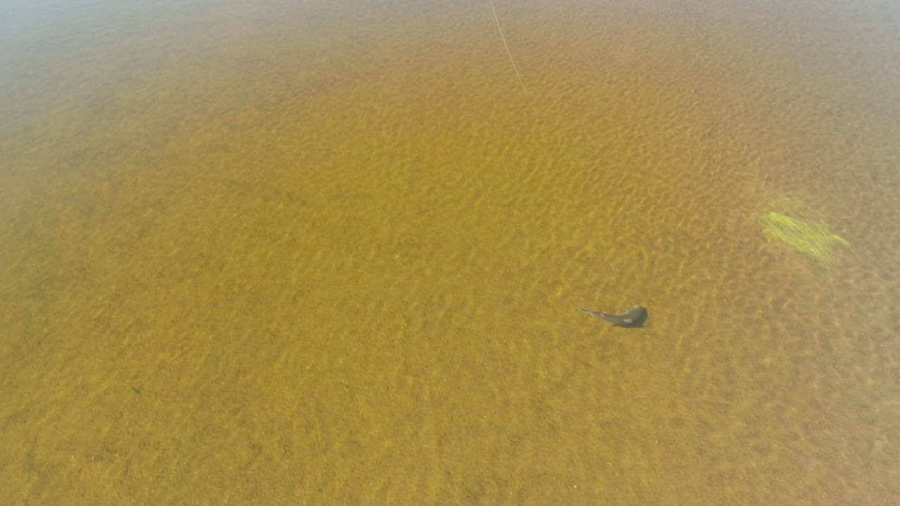 낚싯줄 끝에 잡힌 대서양 연어의 놀라운 와이드 샷
