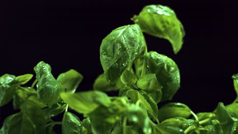 hojas de albahaca gotas de agua 4k super cámara lenta 500 fps