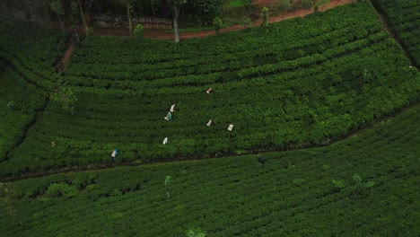 Recolectores-Locales-Caminando-A-Través-De-Líneas-De-Plantas-De-Té-Cosechando-Hojas-Frescas