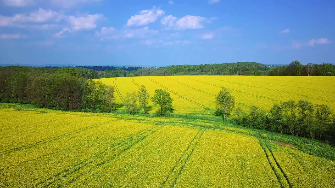 Aerial view of rapeseed fields separated by forest in southern Poland