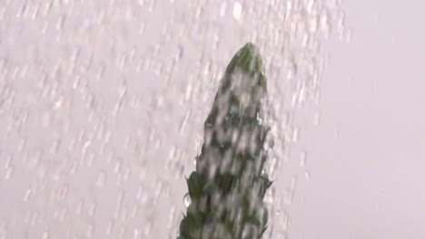 aloe fruit in slow motion