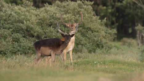 two deer in a meadow