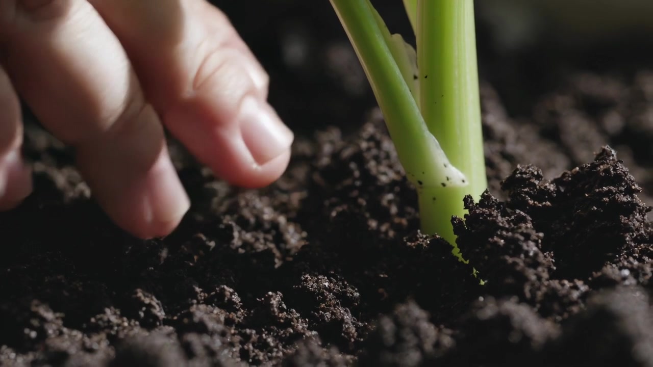 Approaching hand pressing, tamping and smoothing soil around seedling in pot, stabilizing stem