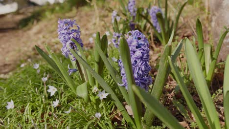 Closeup-Shot-of-a-Cluster-of-Hyacinth-Flowering-Plants