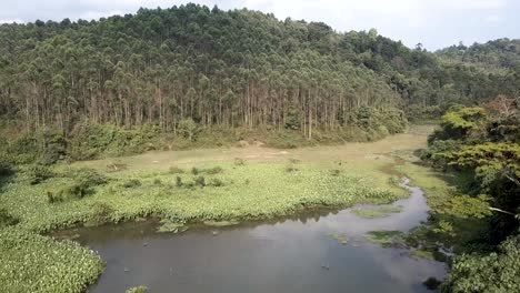 small pond and river in a forest in munnar, india