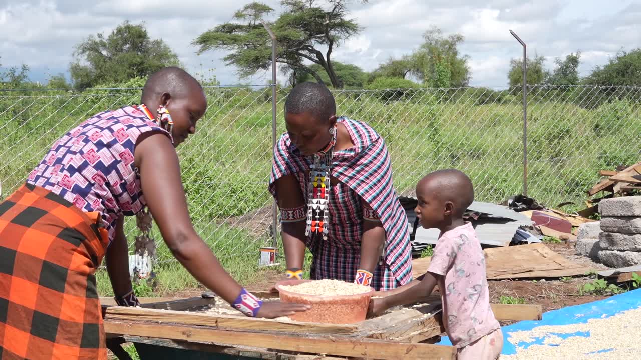 African women in traditional attire sorting maize grains for harvest season, teamwork and tradition