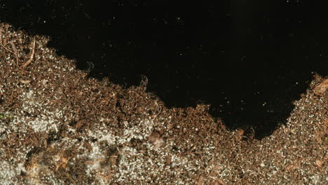 soil with mold and water