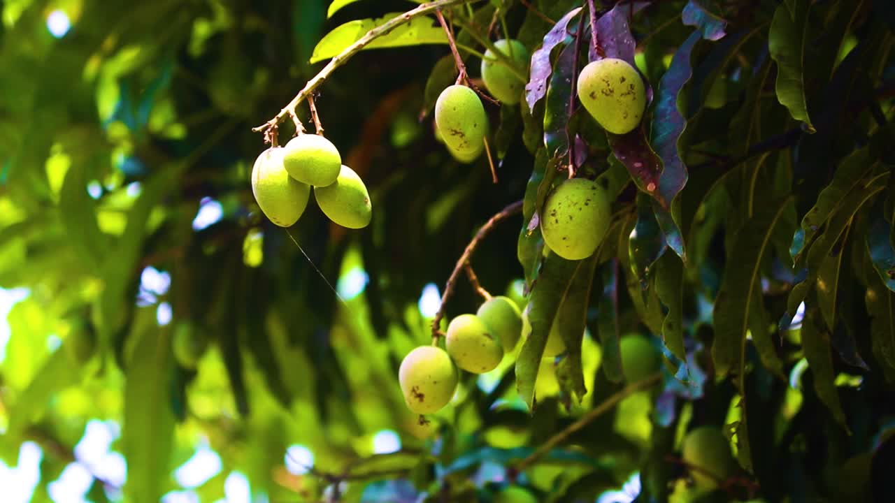 los mangos verdes inmaduros cuelgan de la rama del árbol, telefoto en un día soleado