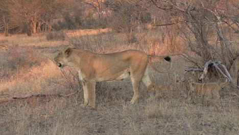 tiny lion cubs follow the lioness and stop under her belly where it is safe