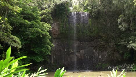 cairns, millaa millaa falls panning