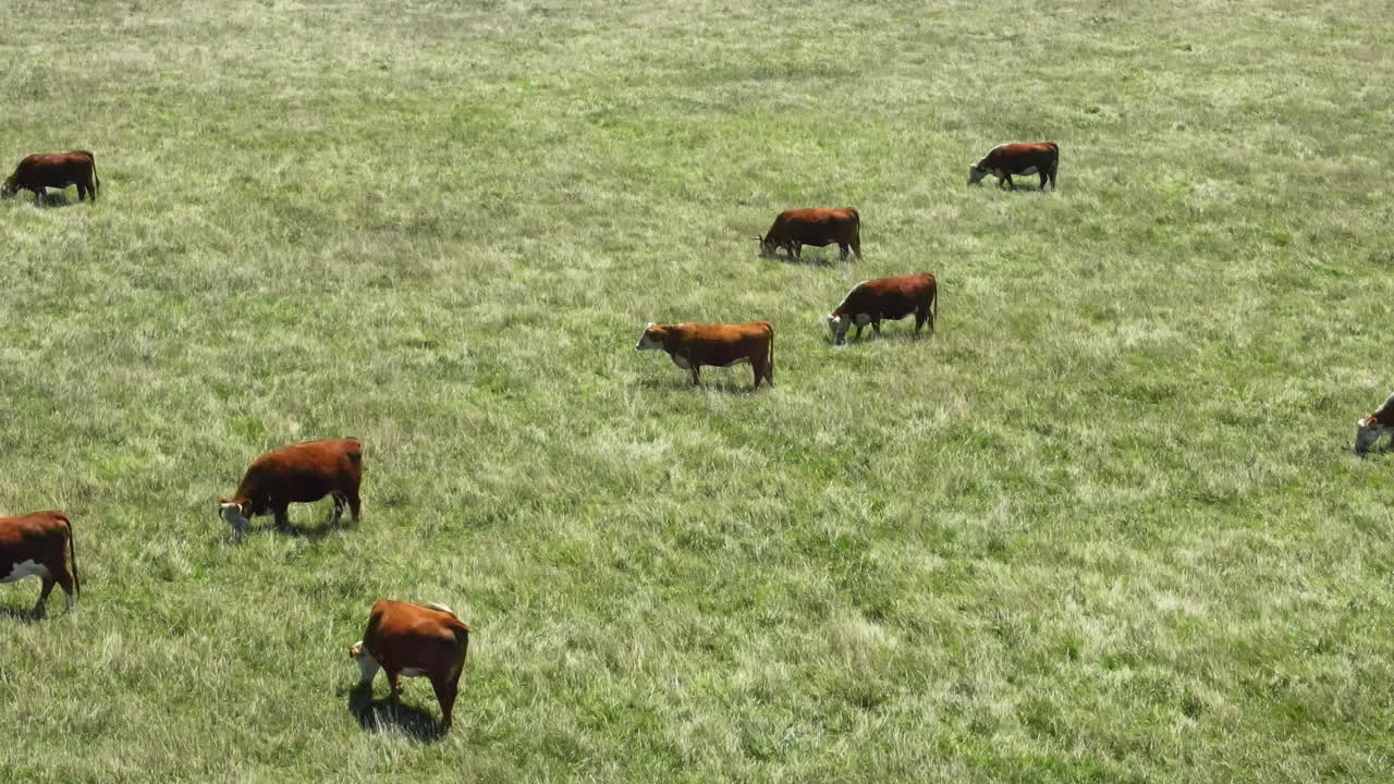 Ripresa aerea ravvicinata con drone di mucche che pascolano sull'erba verde.