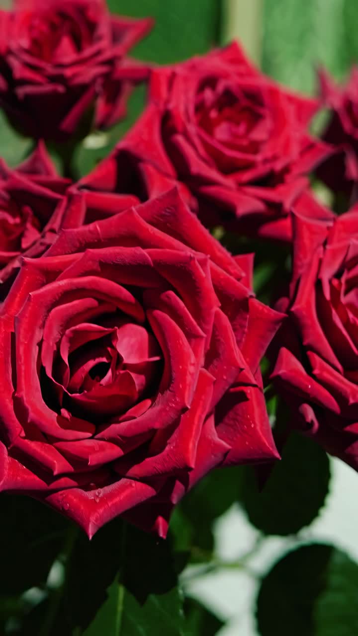 Close-up video of vibrant red roses with dewdrops, captured from a low angle
