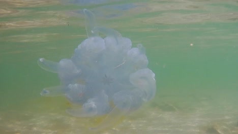 close up underwater shot of jellyfish