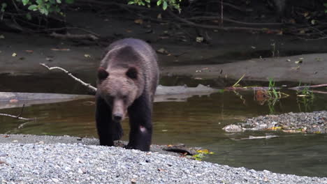 Grizzly-Bear-Camina-A-Lo-Largo-De-La-Orilla-Del-Río-De-Grava-En-Busca-De-Salmón-De-Desove