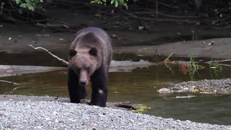 grizzly bear walks along gravel river bank looking for spawning salmon