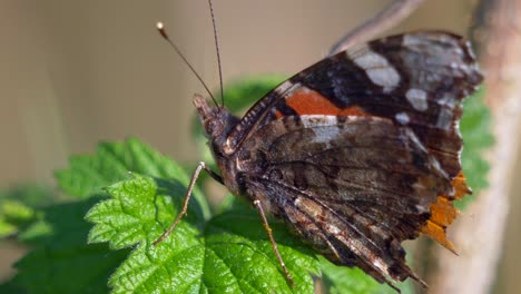 Hermosa-Mariposa-Sentada-En-Una-Planta-En-La-Naturaleza,-Macro-Primer-Plano