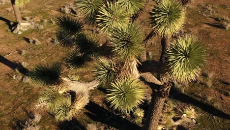 aerial up close orbit of the top of a joshua tree in golden light, spiky and beautiful plant