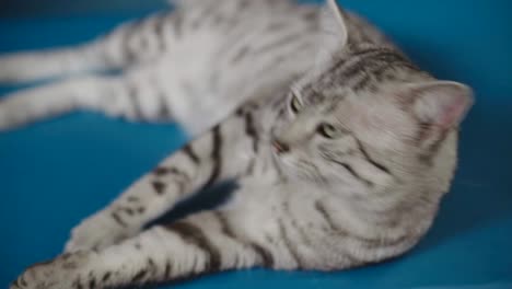gato egipcio mau mintiendo y laméndose a sí mismo