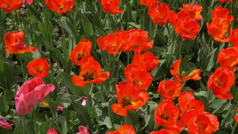 vista de arriba en cámara lenta del campo de tulipanes rojos