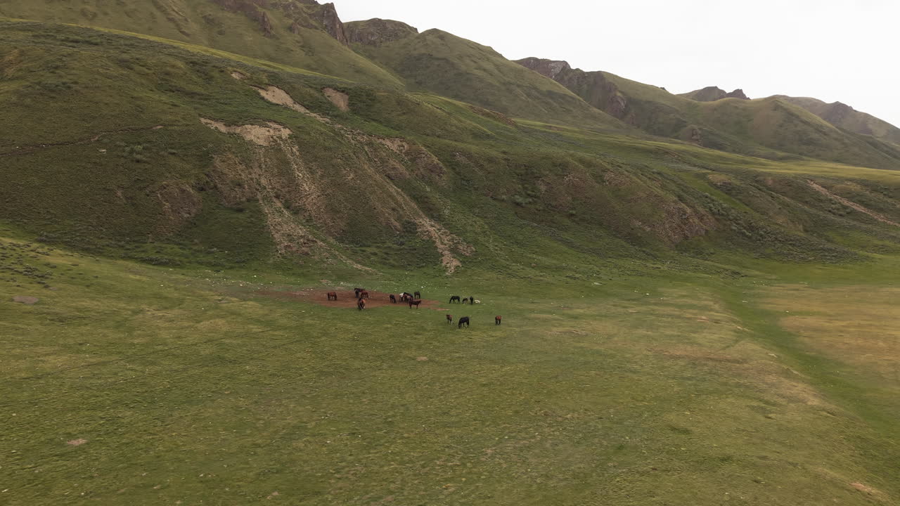Horses Grazing On A Grassy Field In Rural Kyrgyzstan - Drone Shot