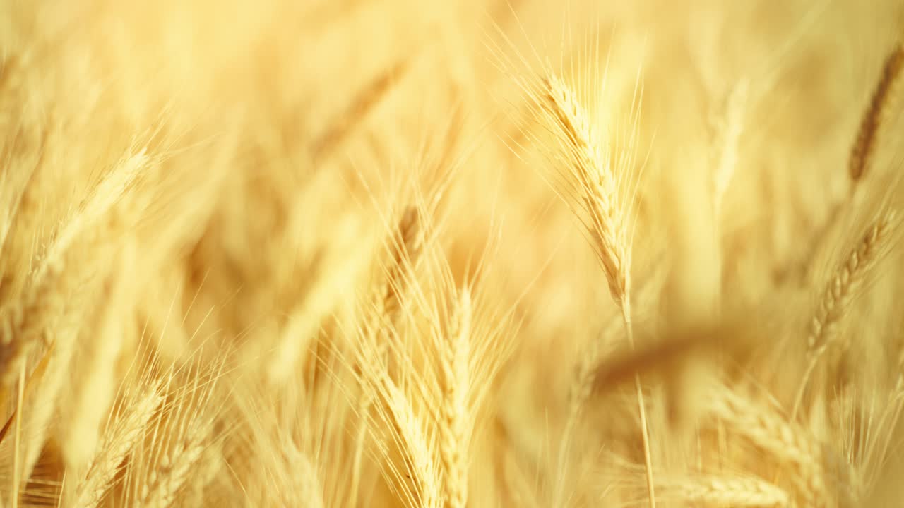 A truly cinematic shot of golden wheat swaying in the summer breeze, bathed in warm sunlight. Captures the peaceful, abundant beauty of nature