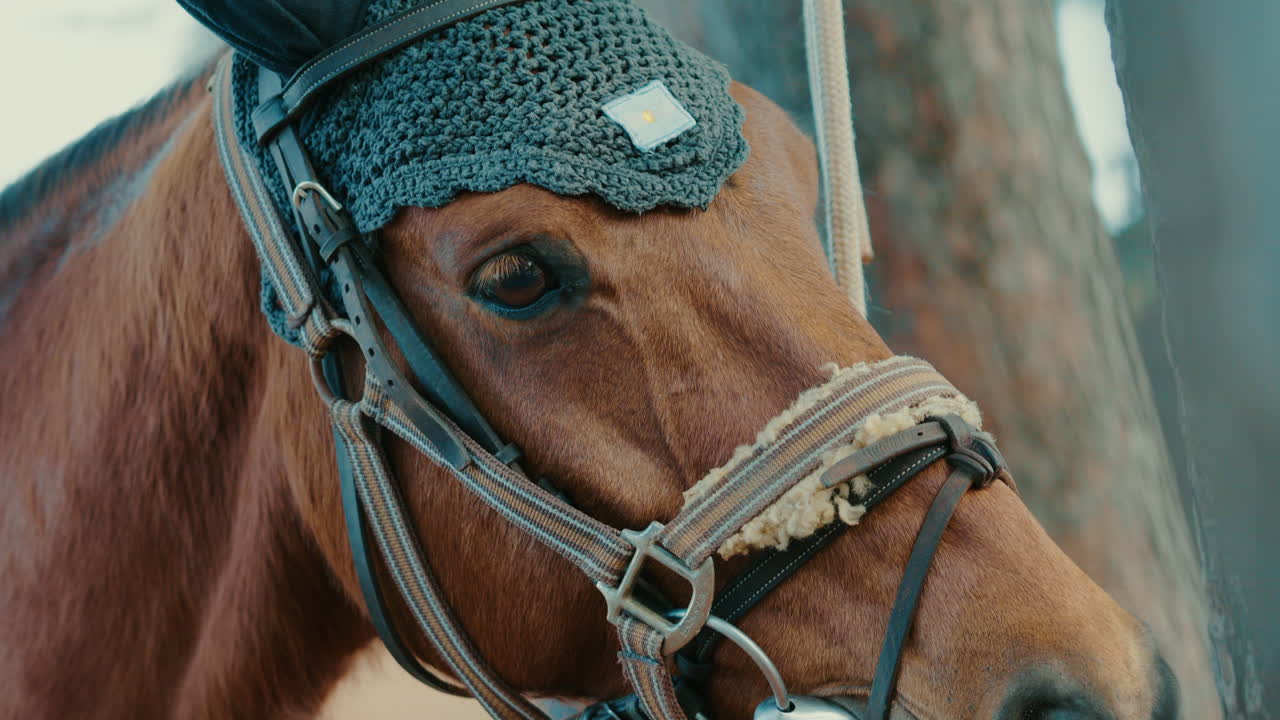 Extreme close up of chestnut horse's eye and bridle, shot in natural light, backdrop