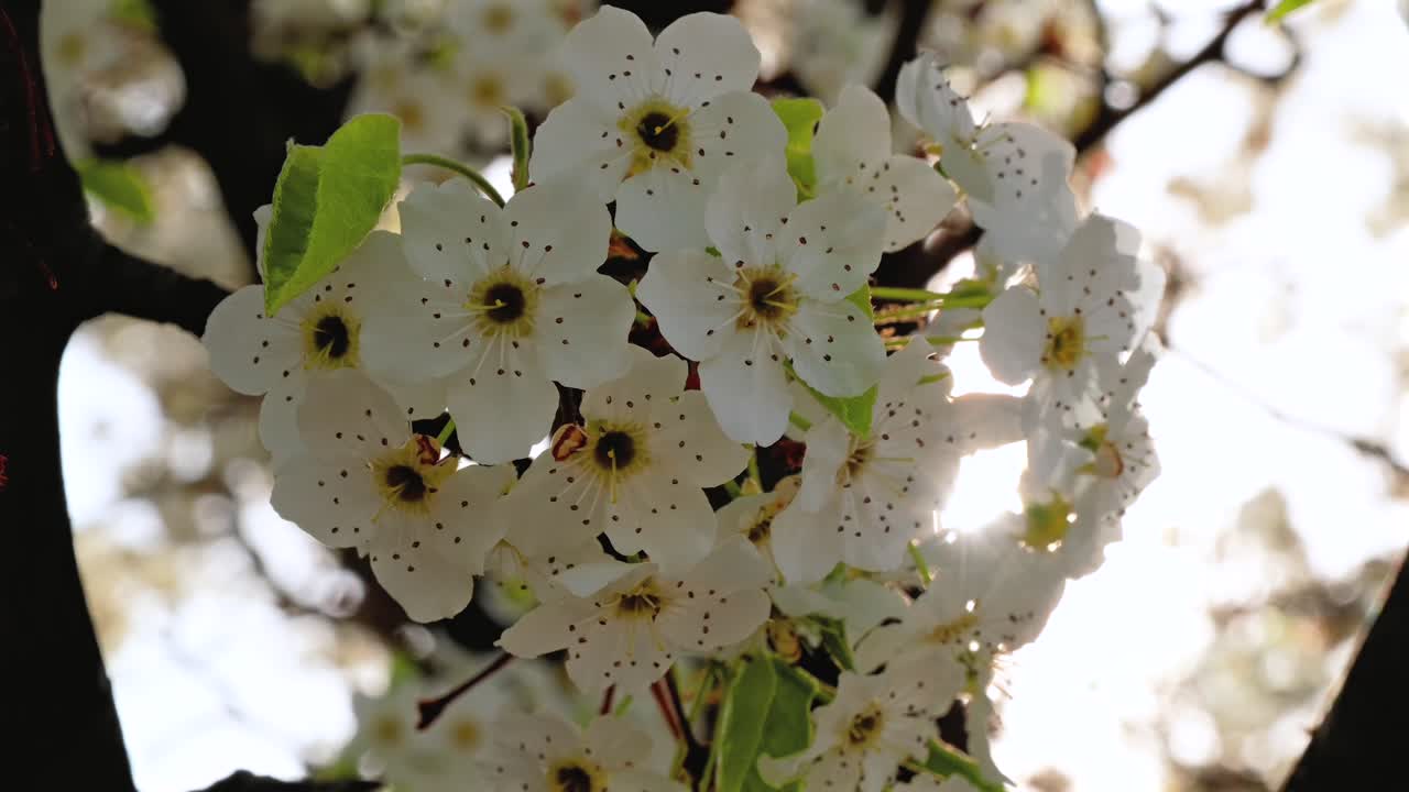 Fiori primaverili delicatamente retroilluminati ondeggiano nel vento mentre un uccello sfocato vola fuori fuoco sullo sfondo, catturando una scena naturale stagionale pacifica e serena al rallentatore