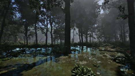 mystic foggy swamp with trees