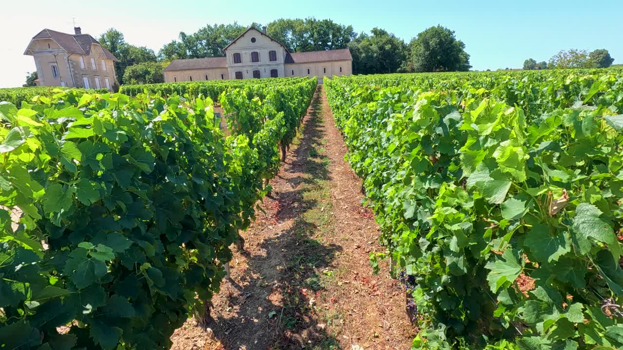 Lush vineyard with historic buildings in background