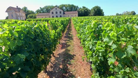 lush vineyard with historic buildings in background