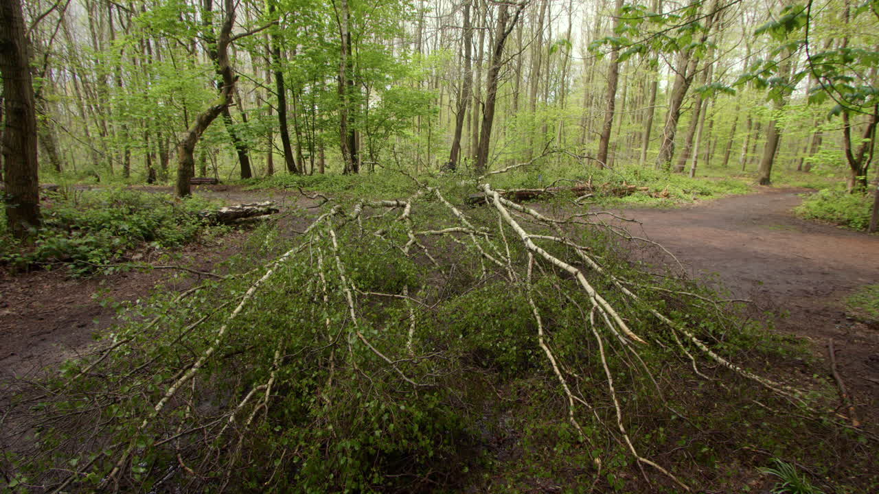 wide shot looking across of silver Birch trees fallen over a forest path with silver Birch trees and brambles in a forest in Nottinghamshire