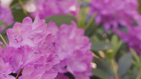 extreme close up on the petals and flowers in bloom