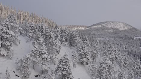 Forest-Mountains-Under-Snow-Blanket-In-Wintertime