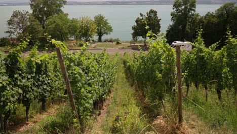 vineyard rows leading to lake constance, meersburg in summer, static shot