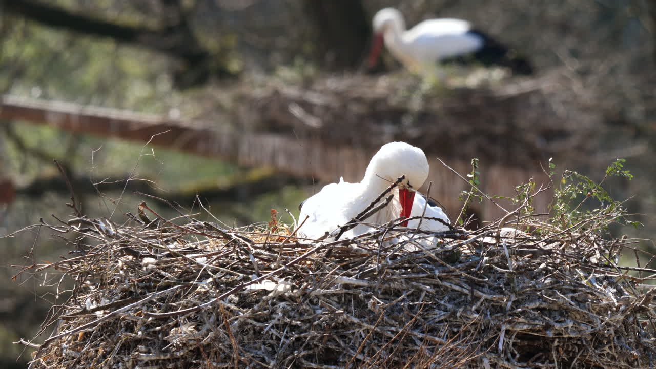 Adorabile cicogna bianca nel nido durante una giornata di sole in cima all'albero, ripresa ravvicinata Prores 422.