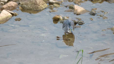 striated heron catches fish and swallows it