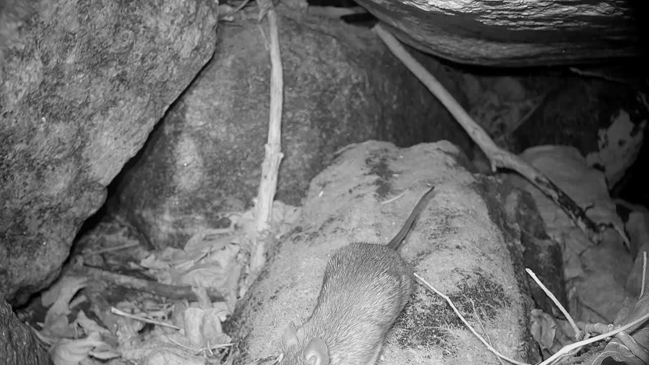 크볼 (clethrionomyx glareolus) 은 메이플 잎을 잡고 빨리 멀리 떠난다. - saaremaa, 에스토니아