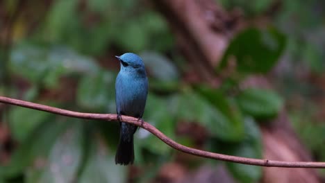 looking back and then flies away, verditer flycatcher eumyias thalassinus, thailand