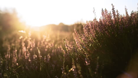 Beautiful-landscape-full-of-flowers-and-plants-with-a-bee-flying-around