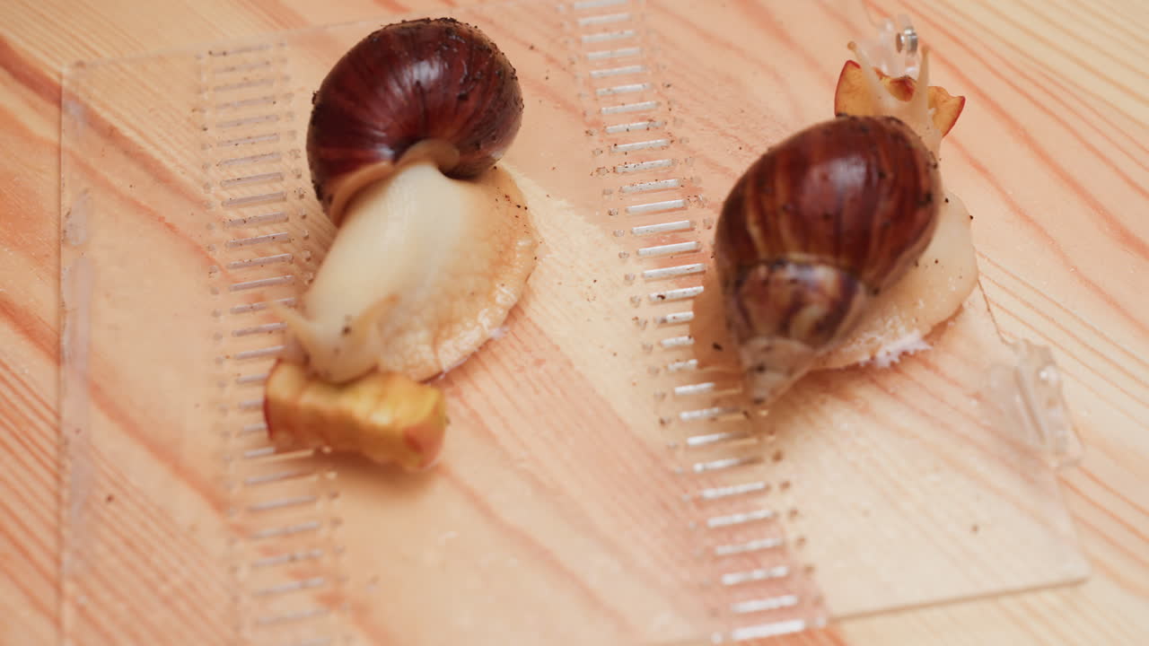 나무 테이블 위에 놓인 투명한 트레이에서 거대한 달팽이들이 사과 조각을 먹고 있는 모습이에요. 촉촉한 텍스처가 보이고, 느린 움직임이 관찰되며, 호기심과 관찰이 함께하는 교실 자연 학습 시간이에요.