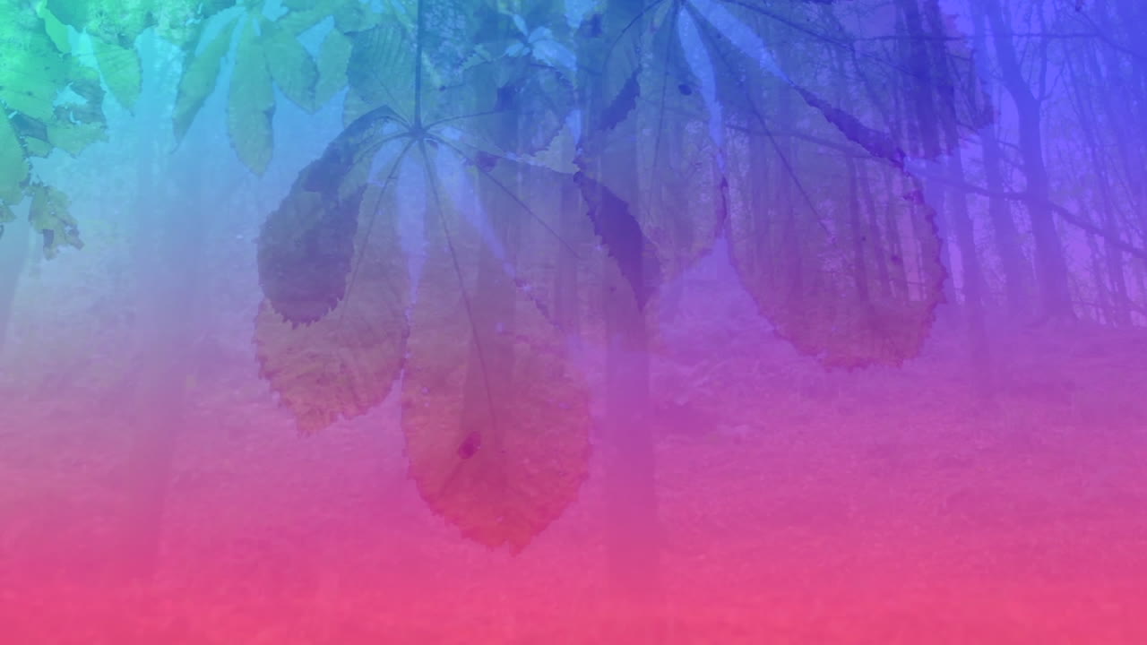 animación de luz colorida sobre el bosque y las hojas