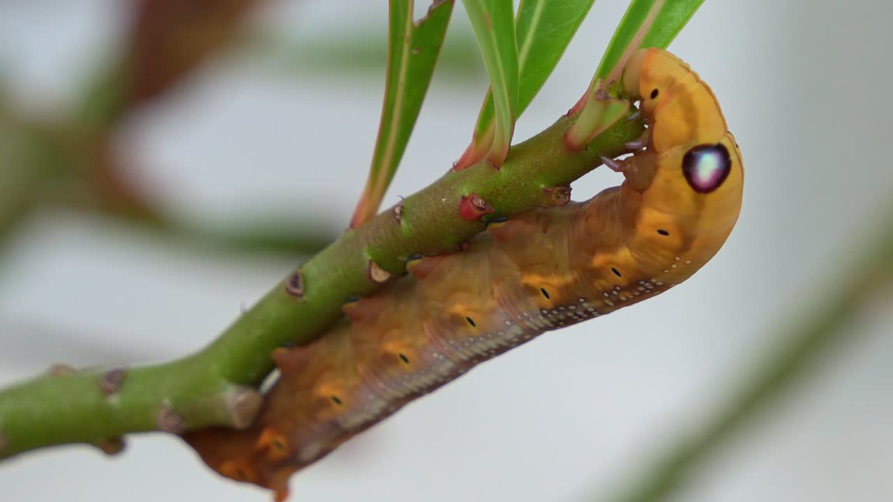 A vibrant Oleander Hawk-moth caterpillar clings to a green stem, feeding on the leaf, showcasing its distinctive eyespot and segmented body in this close-up shot