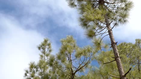 clouds-rolling-in-the-sky-with-pine-trees-in-foreground