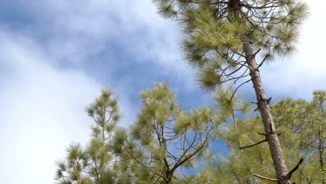 clouds rolling in the sky with pine trees in foreground